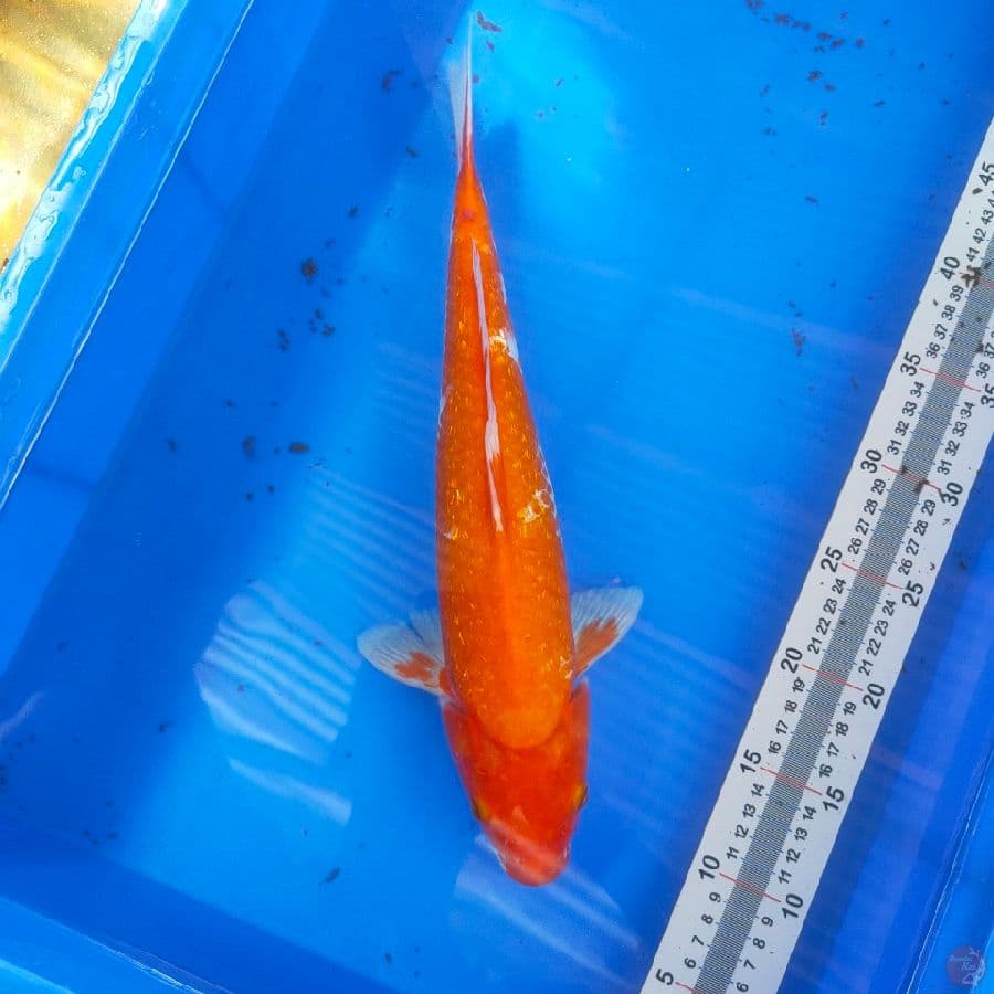 benigoi 37cm