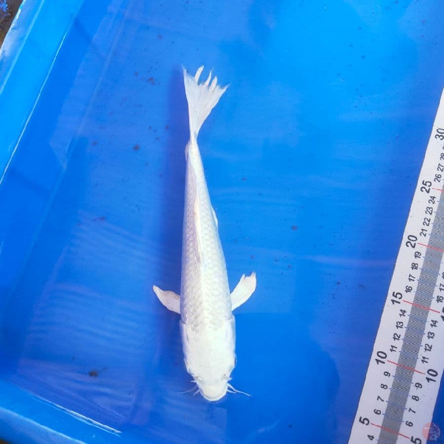 PLATINUM 30cm