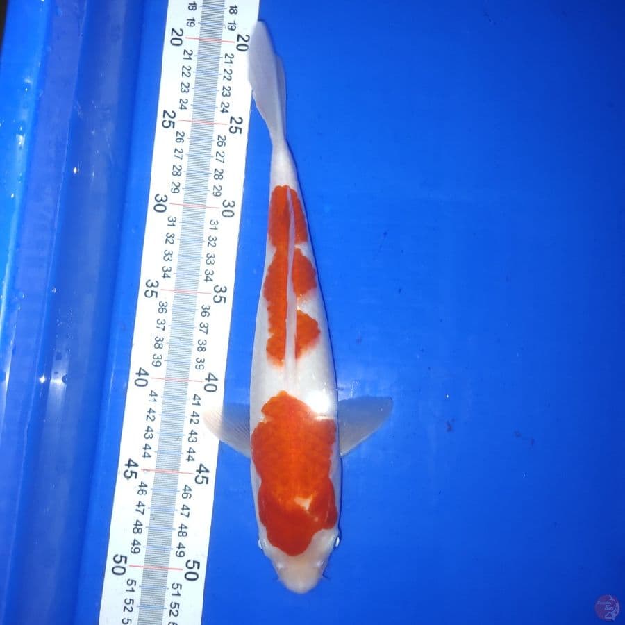 KOHAKU 29 cm