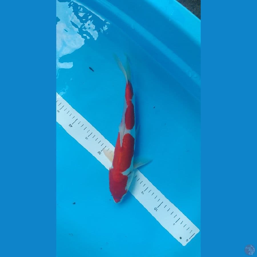 Doitsu Kohaku 36cm/M