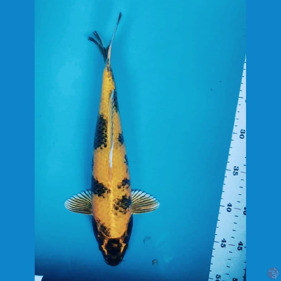 KIN KI SHOWA 32CM MALE