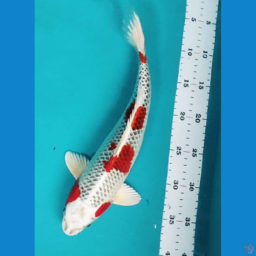 KUJAKU JOS 32CM MALE