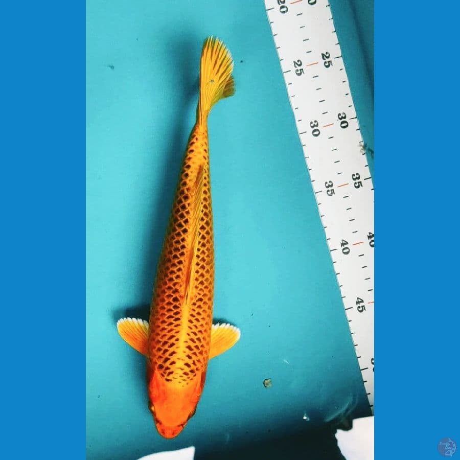 MATSUBA JARING RAPI 30CM MALE