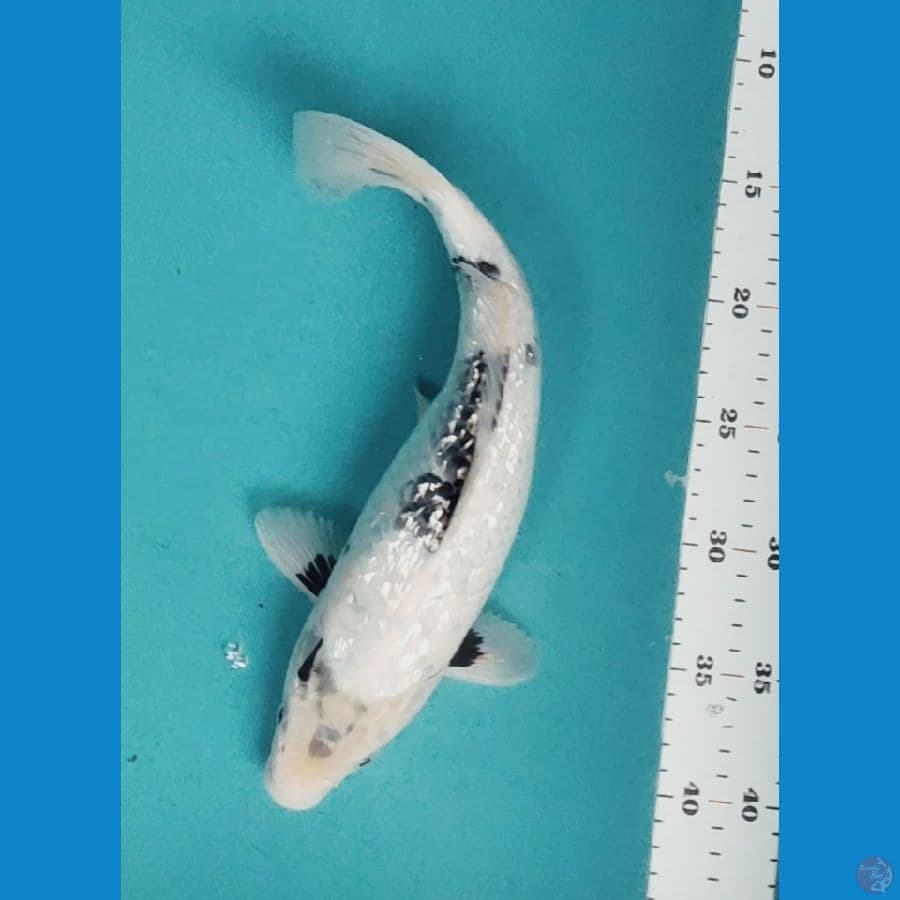 SHIRO GINRIN TATTE 31CM