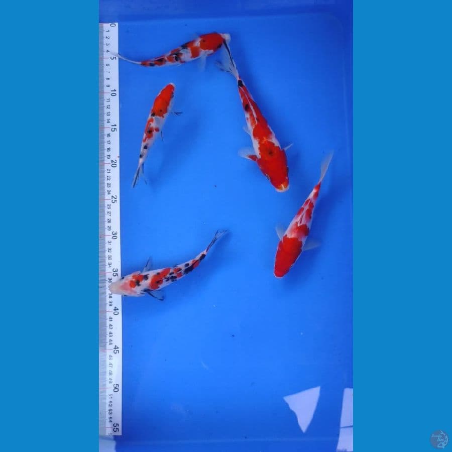 Paket 5 Ekor 15-21cm