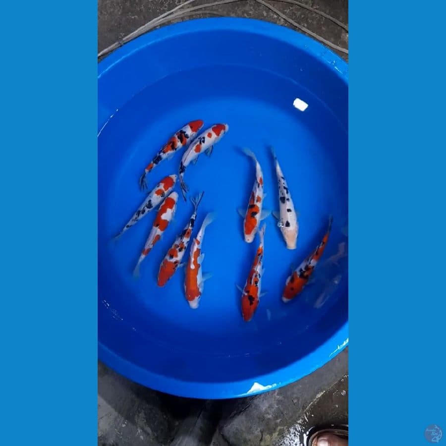 sanke 10ekor 19-20cm