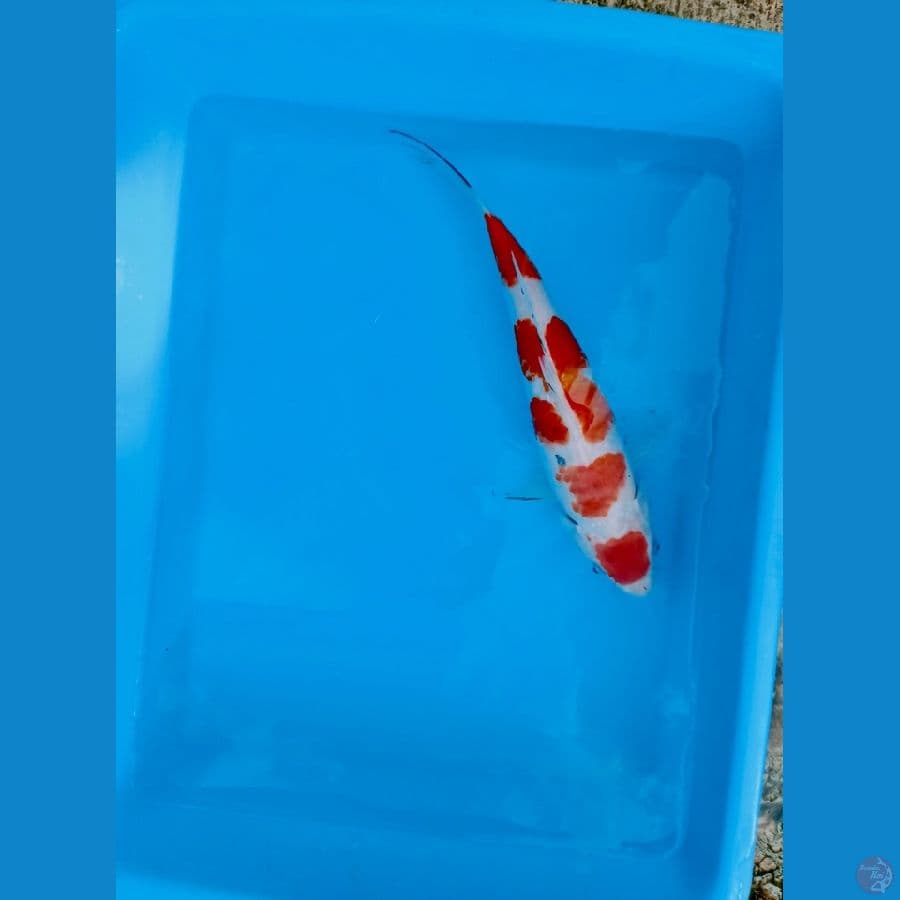 sanke tategoi maruten 25cm