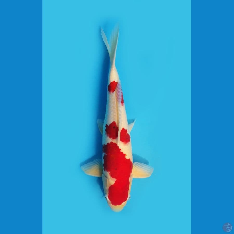 kohaku jantan