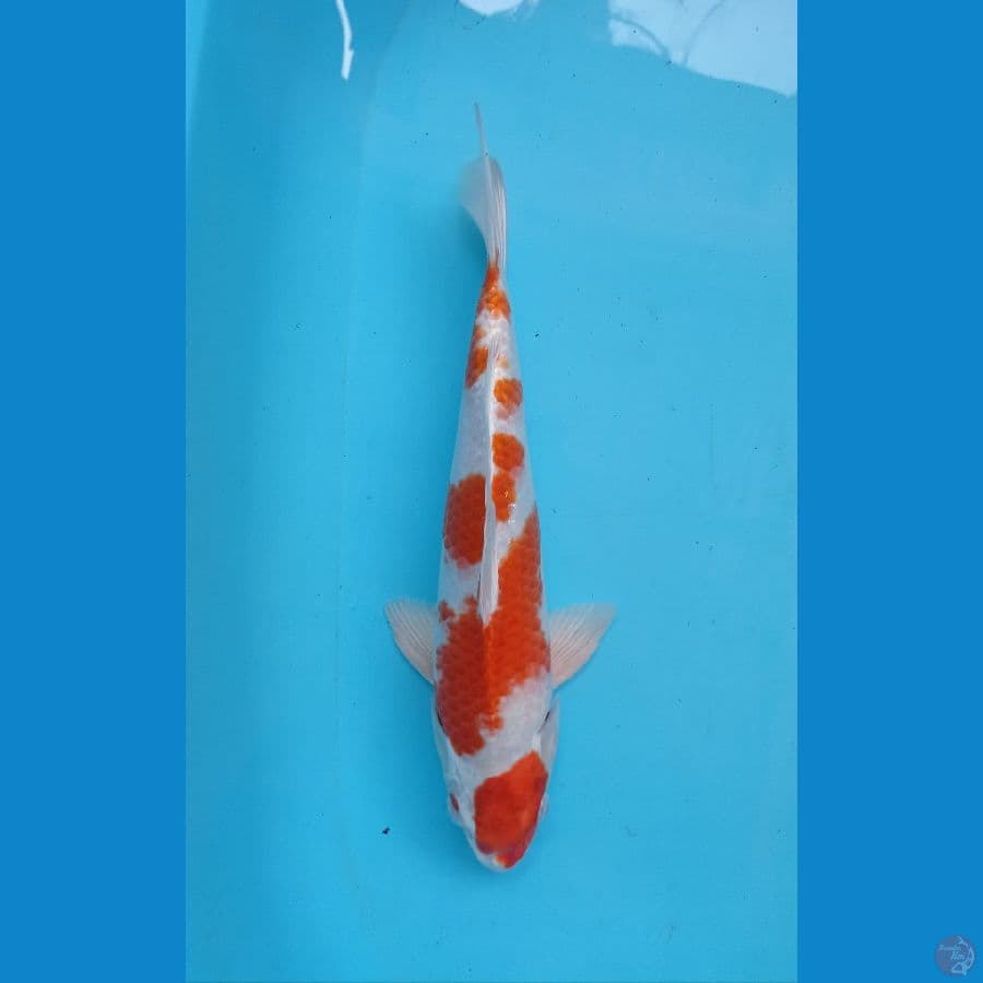 hariwake 35 cm.