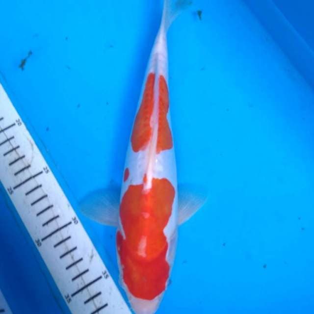 KOHAKU DOITSU