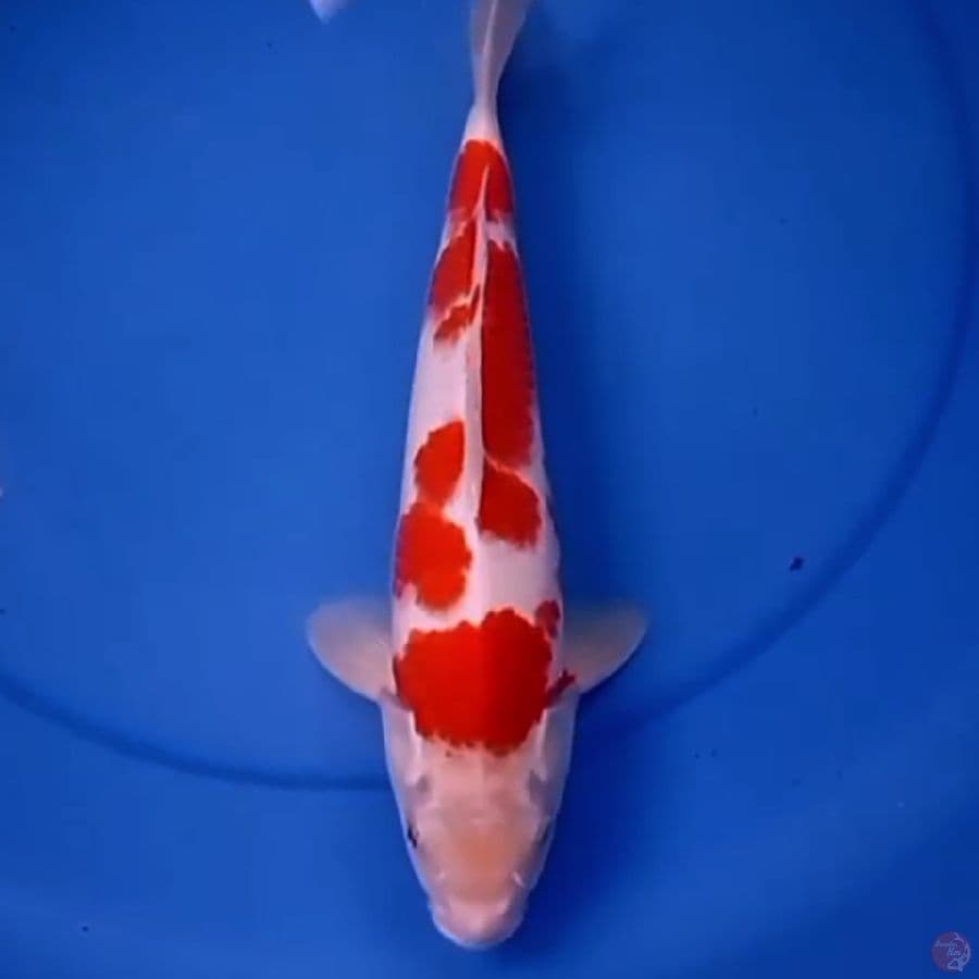 33cm HAGETA KOHAKU CHERI