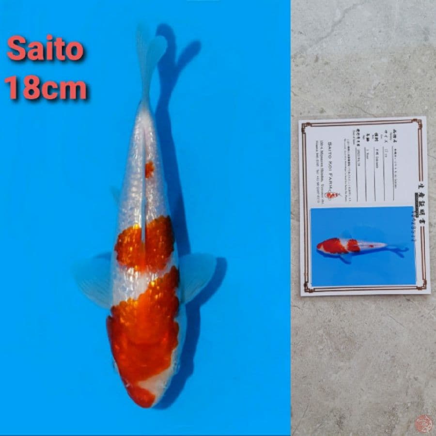 SAITO AI GOROMO GINRIN 18CM SERTI