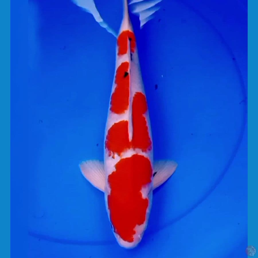 40cm F1 BARAIRONO TATEGOI SANKE