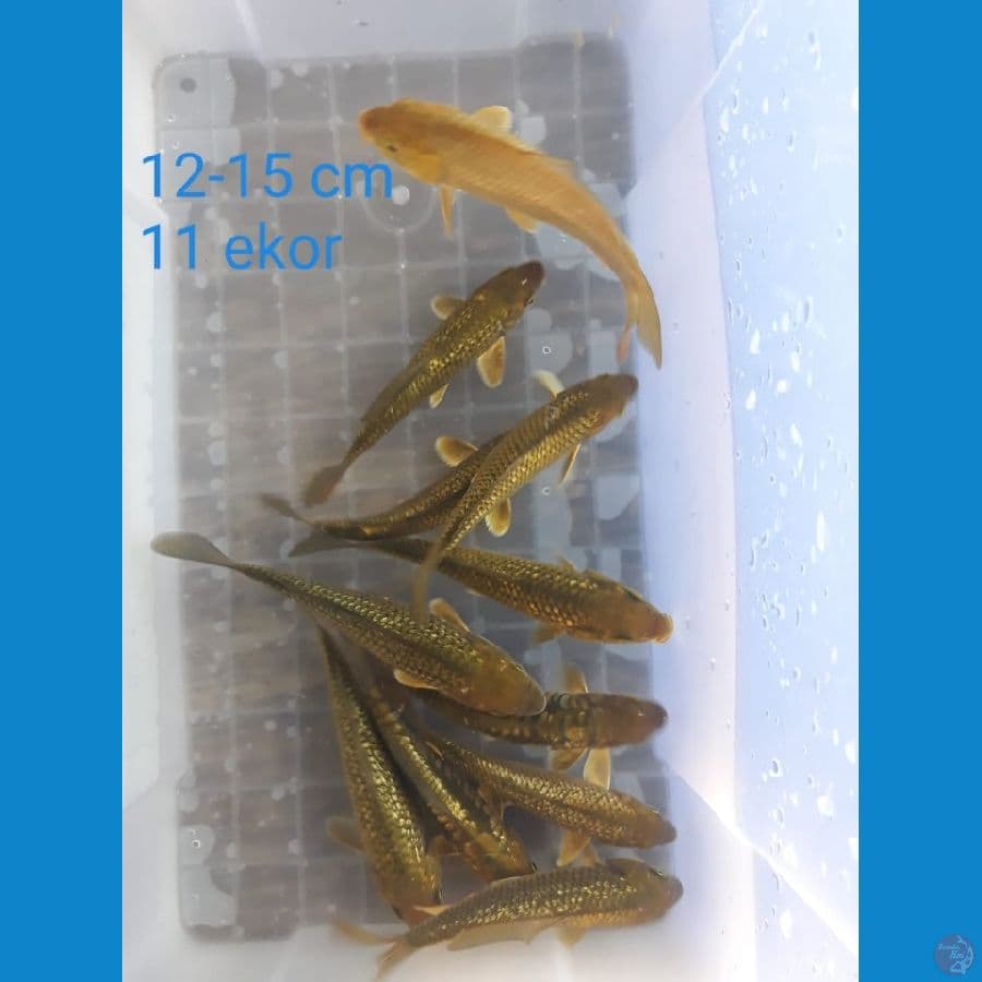 Polosan Gindrin Padet 12-15cm 11ekor
