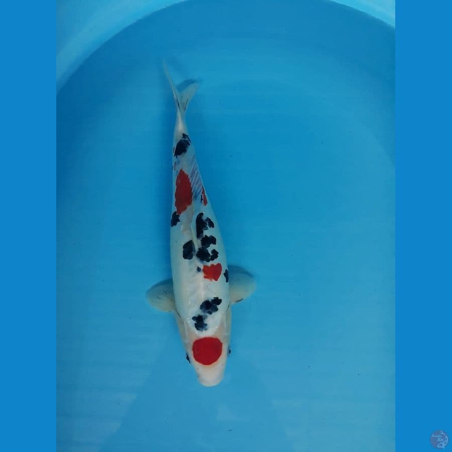 Tancho Sanke Doits 39cm