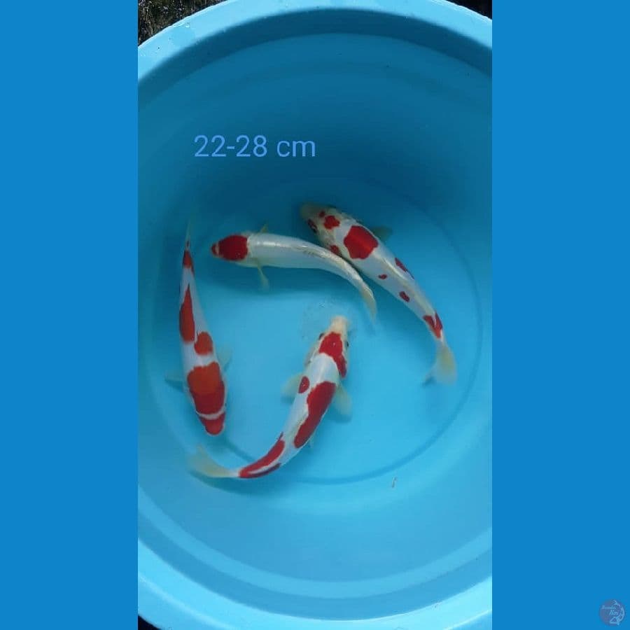 Kohaku Ori 22-28cm 4ekor
