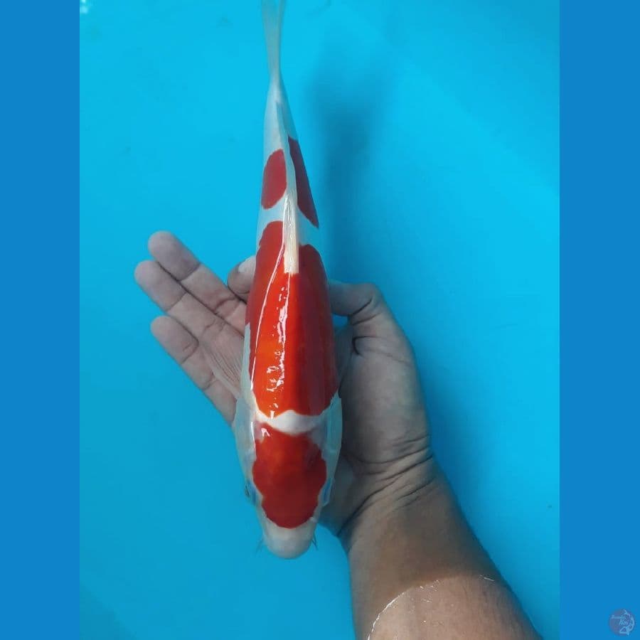 Maruten Doit 29cm Merah Strong