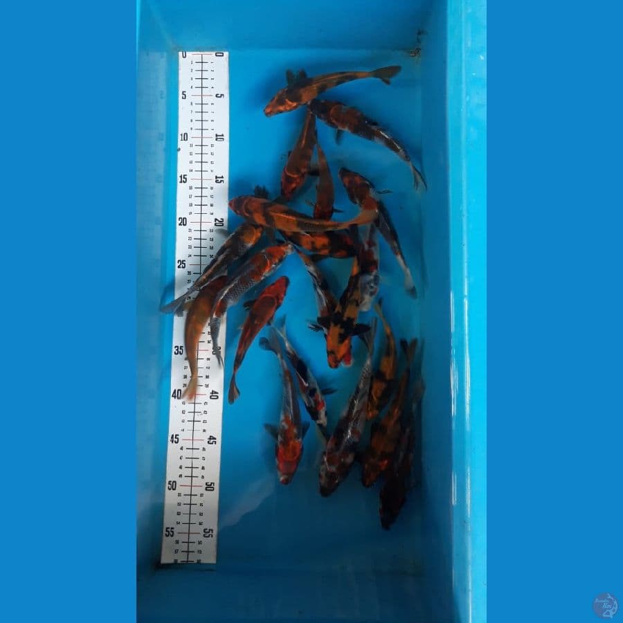 Utsuri mix showa goshiki 13-19cm 20ekor