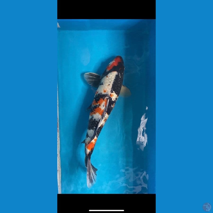 showa ginrin m44 cm