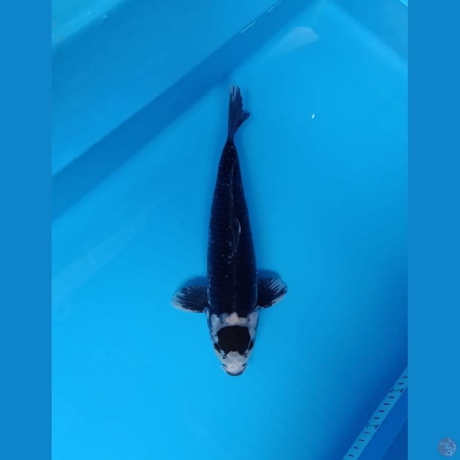 tancho 38cm male