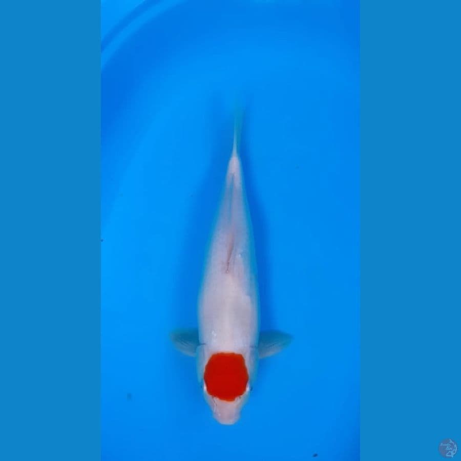Tancho Kohaku 37 cm