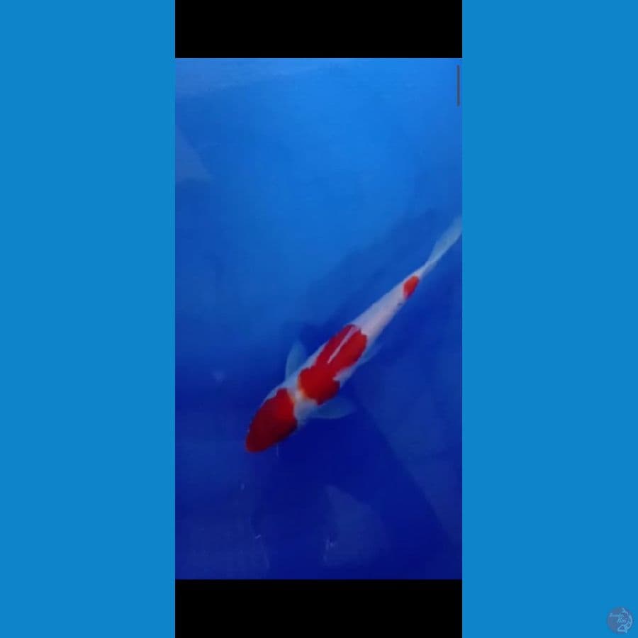kohaku bersih 24 cm jantan