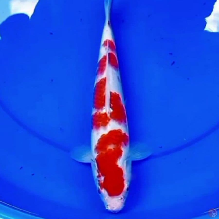 32cm ISTIMEWA SAKURA KOHAKU