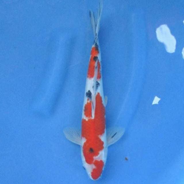 Taisho Sanshoku 31cm