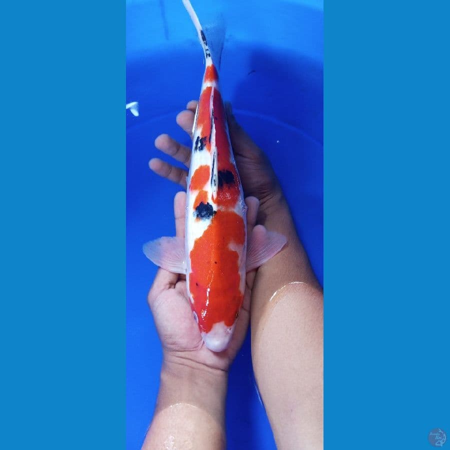 sanke 34 cm