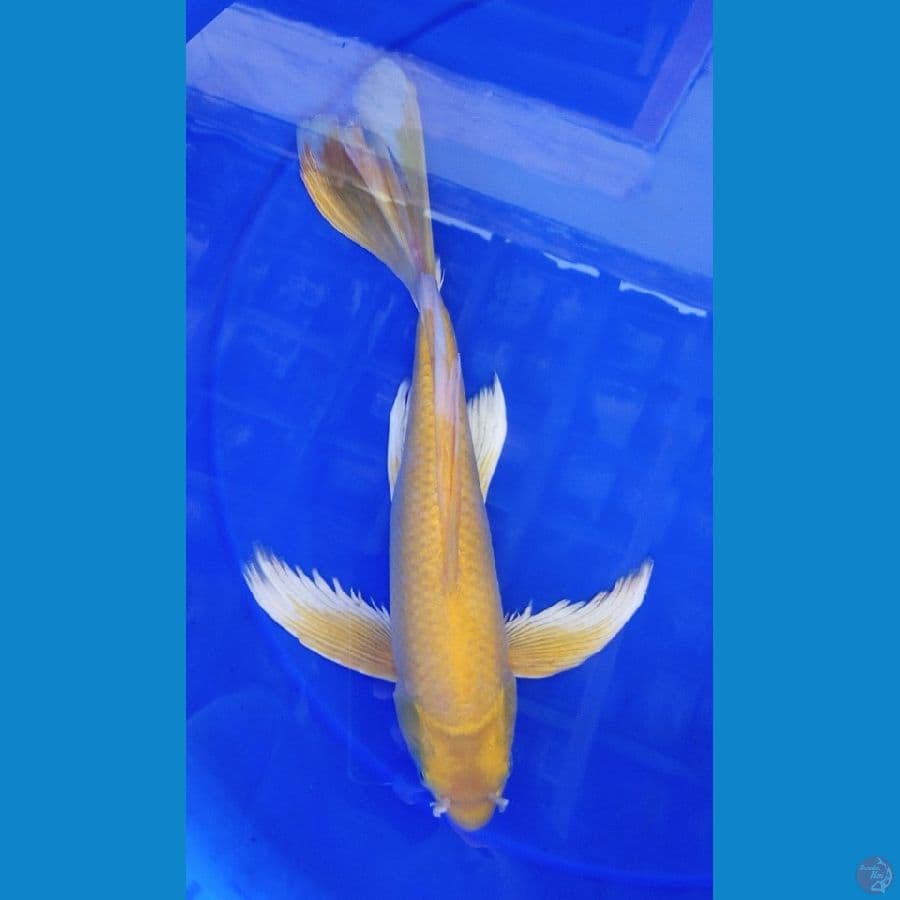 kumpai karasi mata merah 34 cm