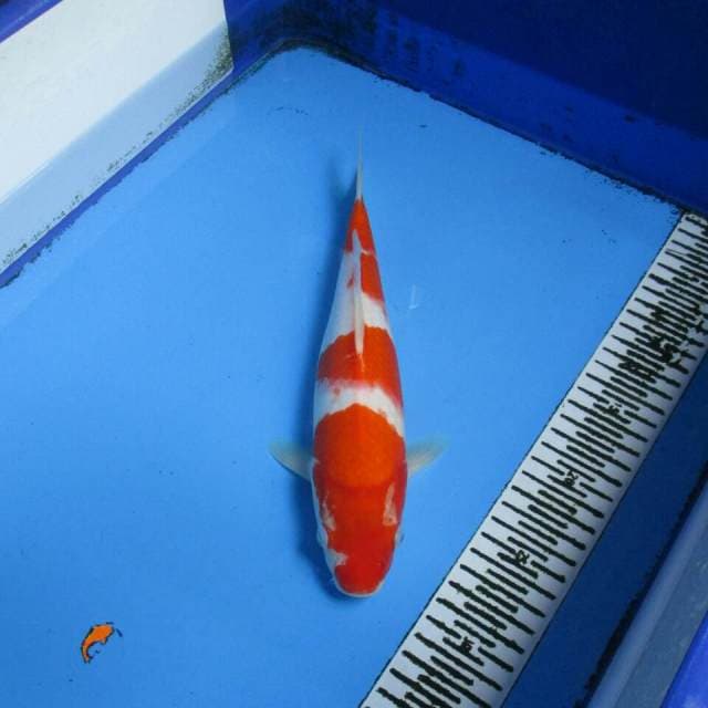 SANDAN KOHAKU 28CM