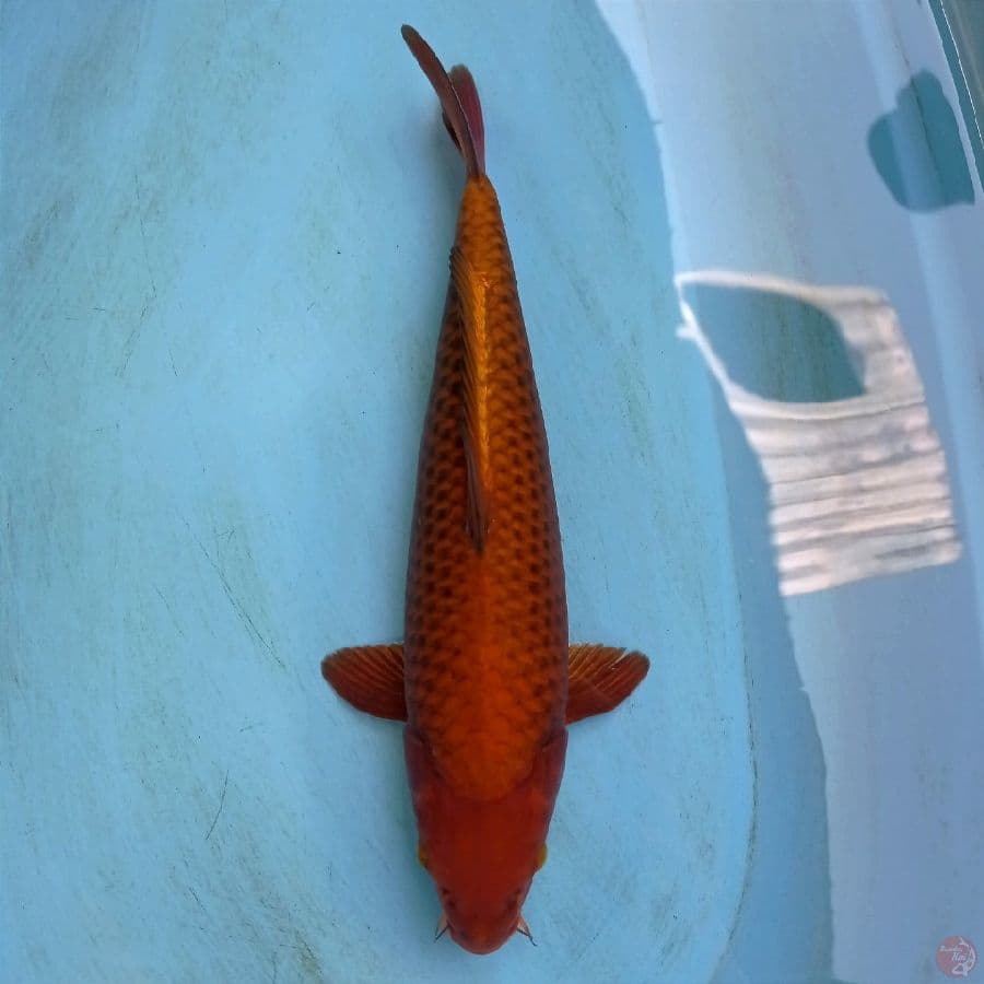 chagoi tembaga, 44 cm