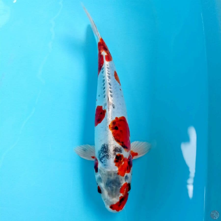 kikokuryu, 29 cm