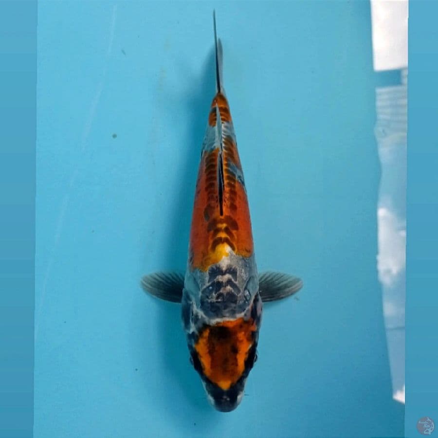 kikokuryu, 27 cm