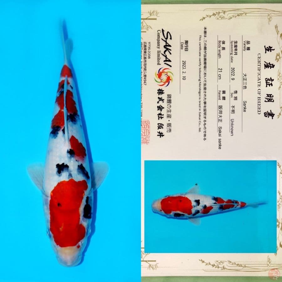 SAKAI SANKE HQ 28CM
