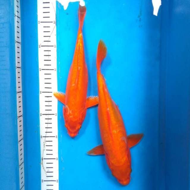ORENJI OGON