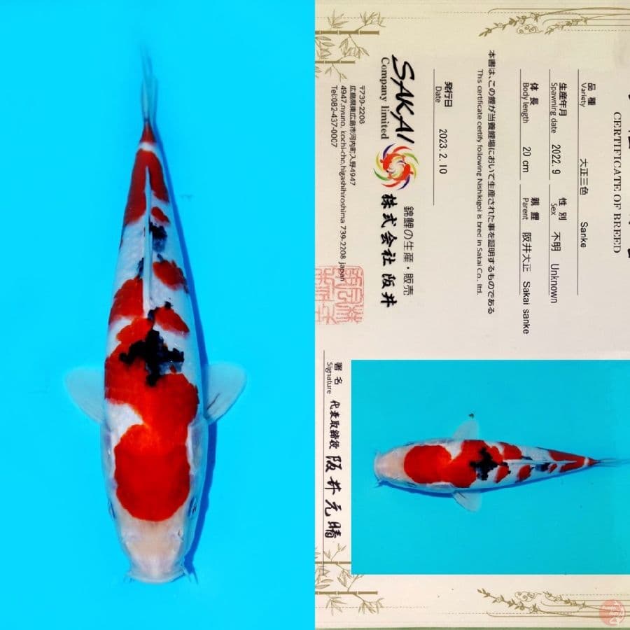 SAKAI SANKE HQ 28CM