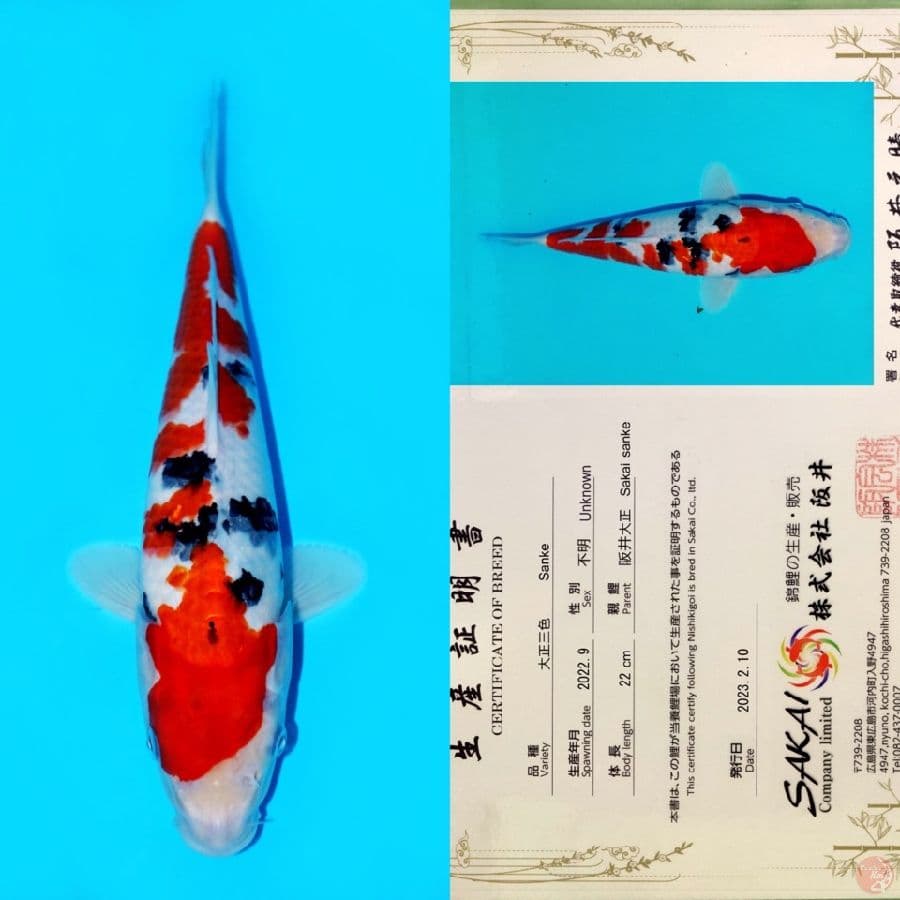 SAKAI SANKE HQ 30CM