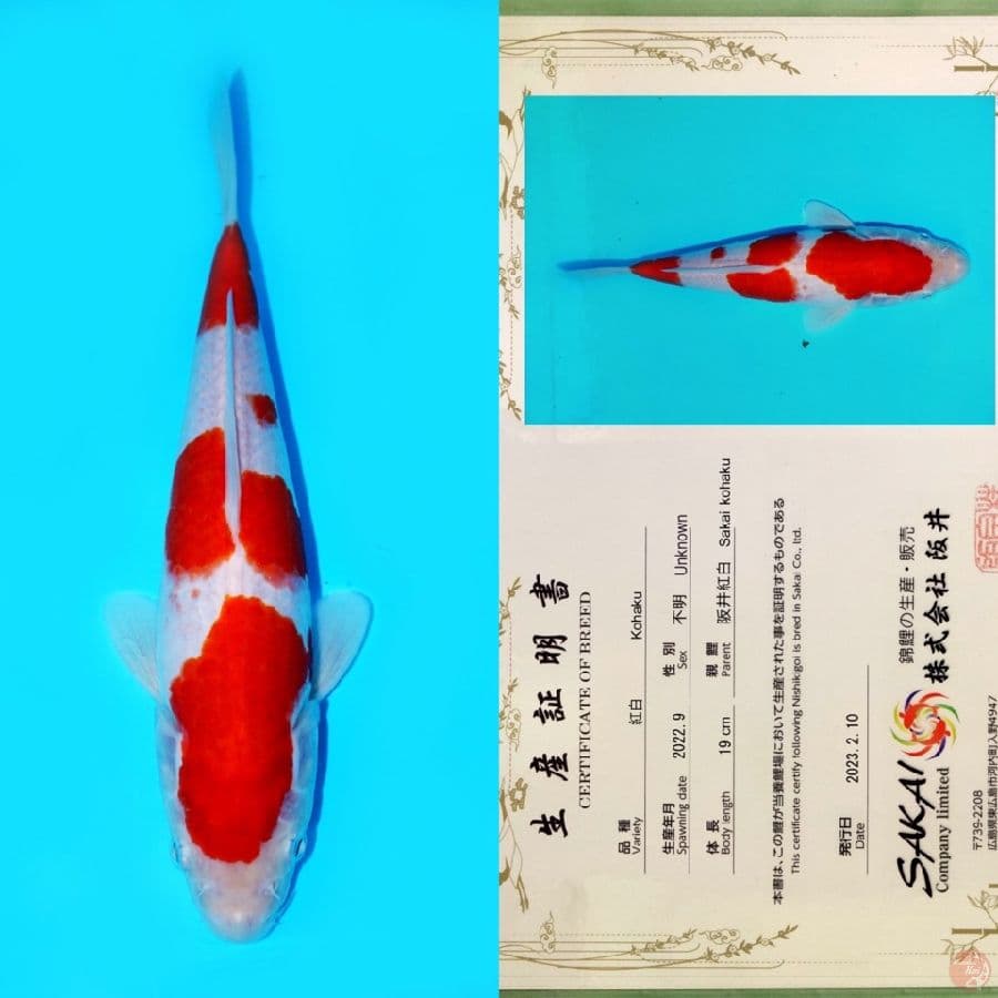 SAKAI KOHAKU HQ 25CM