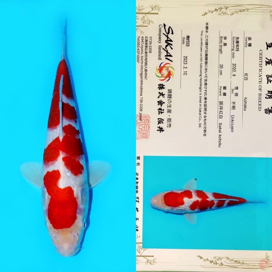 SAKAI KOHAKU HQ 26CM