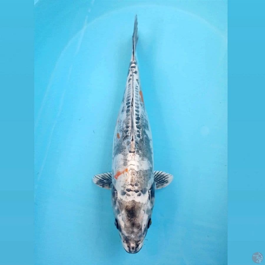 kikokuryu, 35 cm