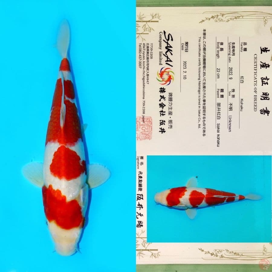 SAKAI KOHAKU HQ 27CM