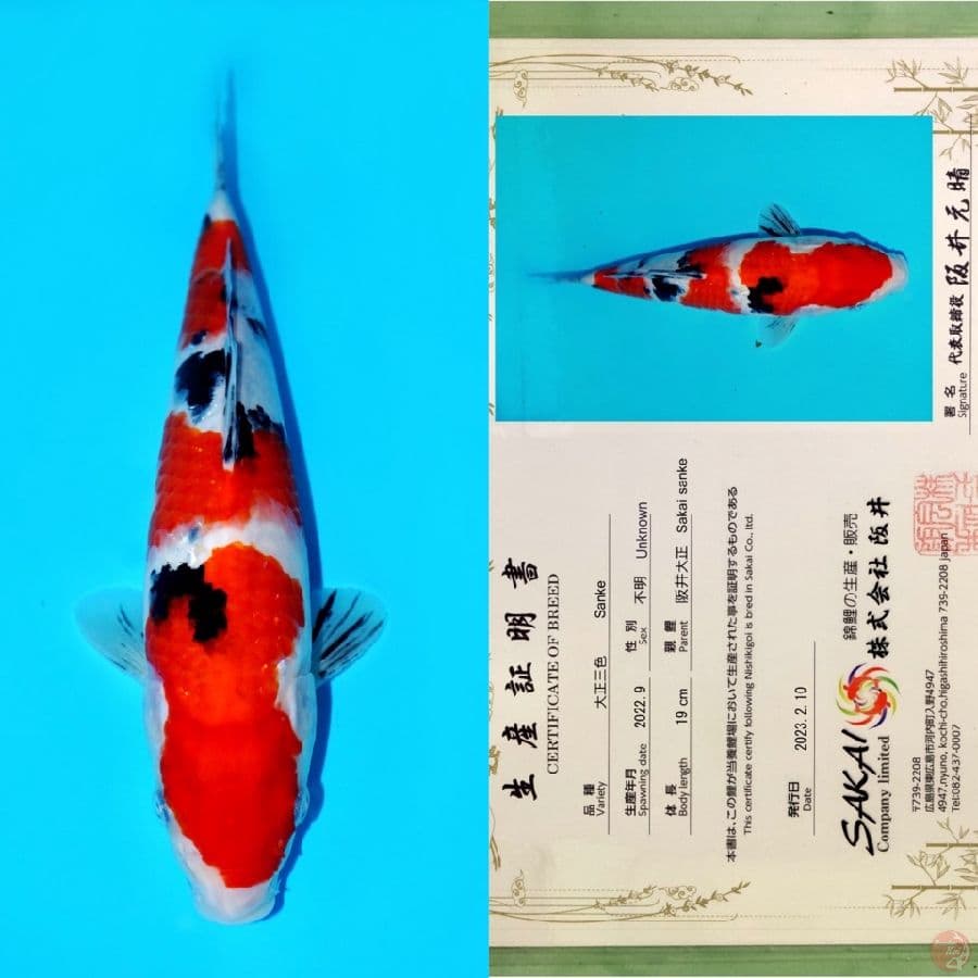 SAKAI SANKE HQ 26CM