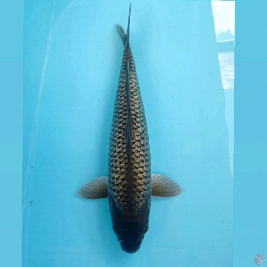 chagoi ginrin, 37 cm