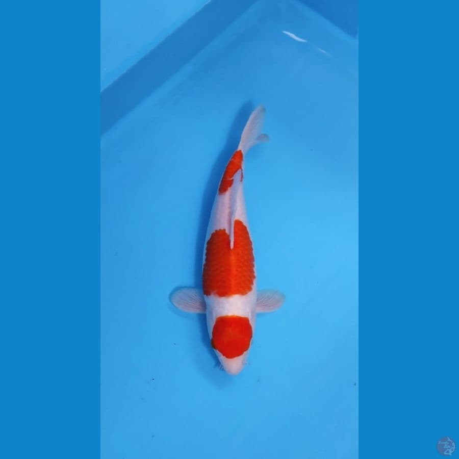 KOHAKU MARUTEN 32CM - FEEMALE