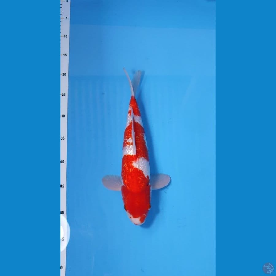 KOHAKU GINRIN RED STRONG 33CM - MALE