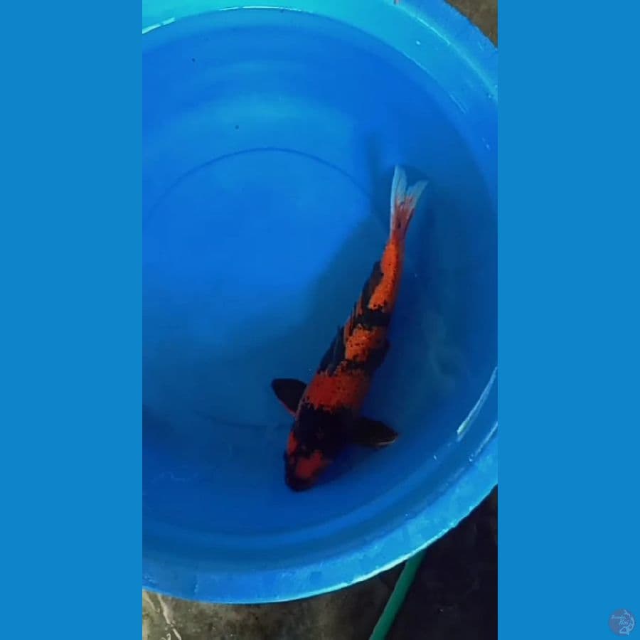 utsuri size : 47 cm jantan