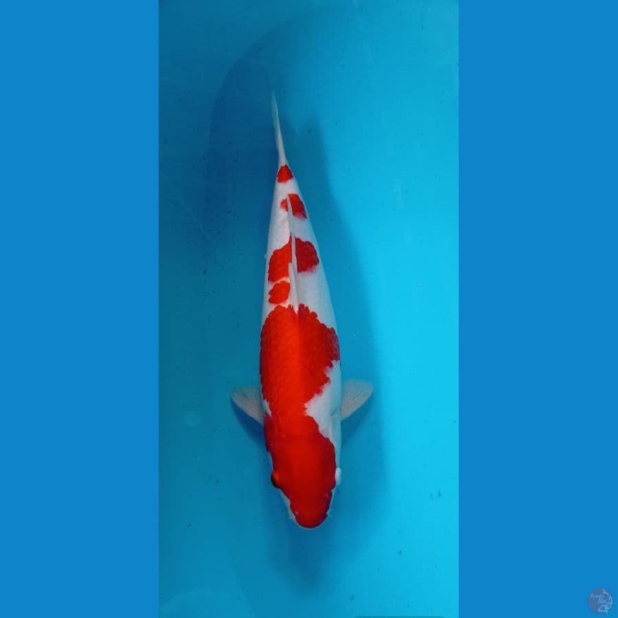 kohaku ori 47 cm F