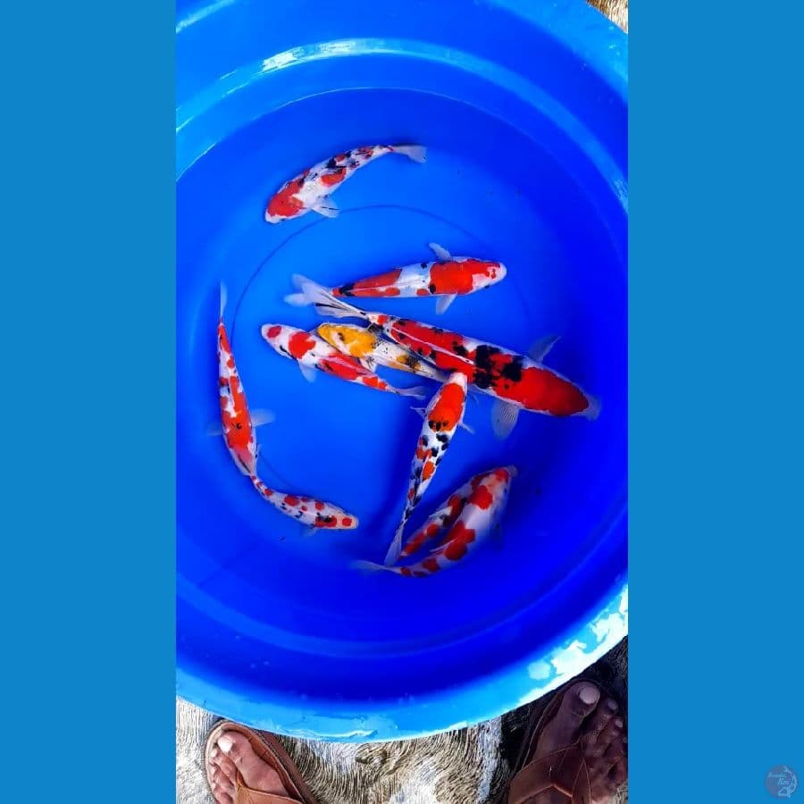 10ekor 15-20-32cm