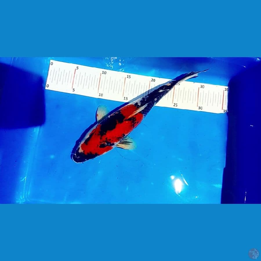 showa setrong 30 cm male